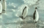 Name:  penguin.gif
Views: 555
Size:  444.0 KB