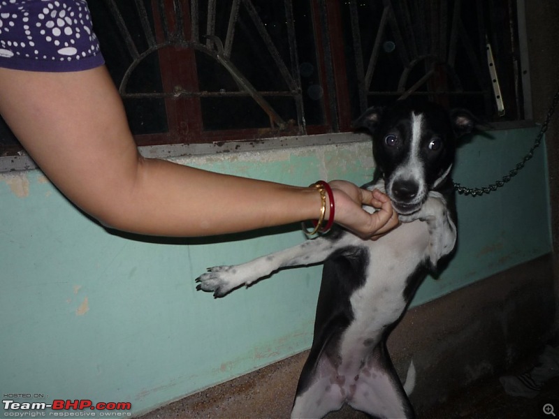 Team-BHPians and their Pets-p1000681.jpg