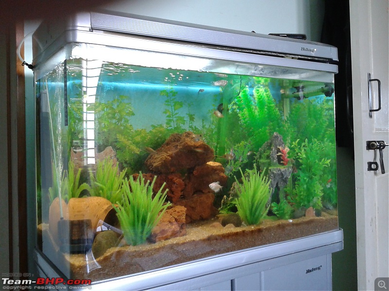 Team-BHPians and their Pets-aquarium2.jpg