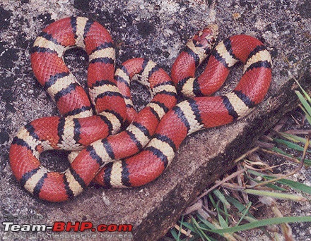 Snakes!-red_milk_snake.jpg