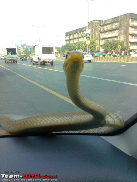 Snakes!-snake1.jpg