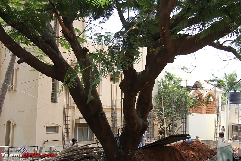 Saving a magnificient tree in my neighbourhood-img_0942.jpg