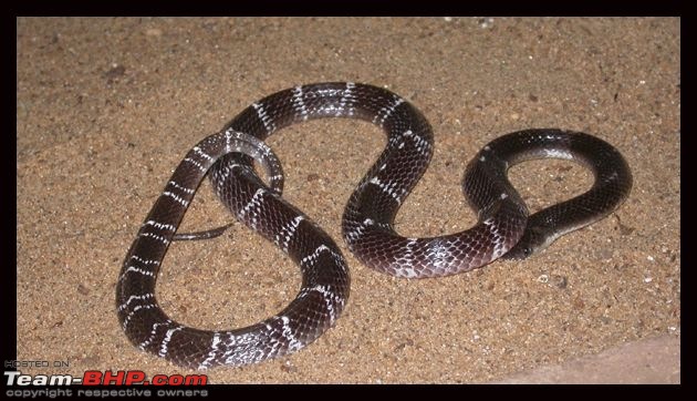 Snakes!-indiankraitkerala.jpg