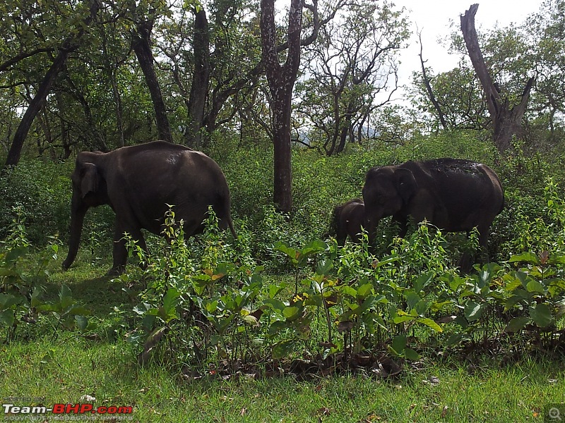 Elephant Attack in the Bandipur Forest area?-20121022_091157.jpg