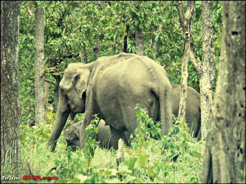 Elephant Attack in the Bandipur Forest area?-dsc05067_rs800.jpg