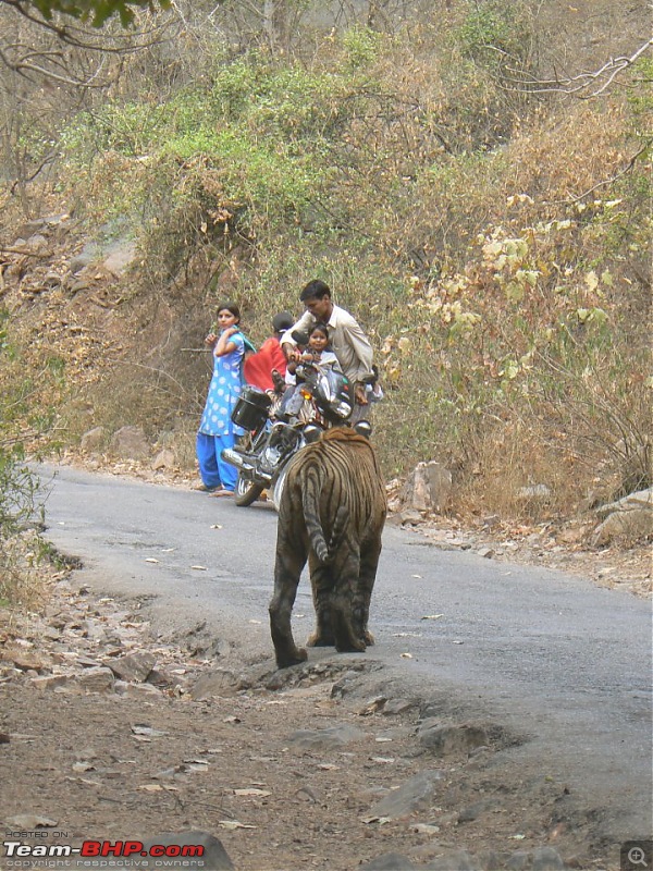 Elephant Attack in the Bandipur Forest area?-316607_1868426850639_145000003_n.jpg