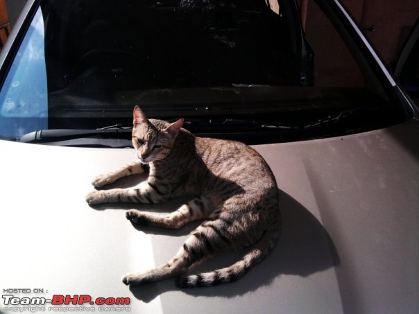Dogs / Cats damage my car!-1.jpg