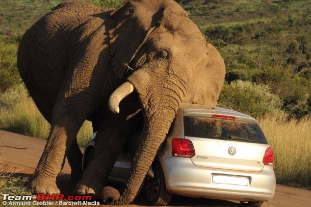 Elephant Attack in the Bandipur Forest area?-10540841_10152313148131234_5546090392253008382_n.jpg