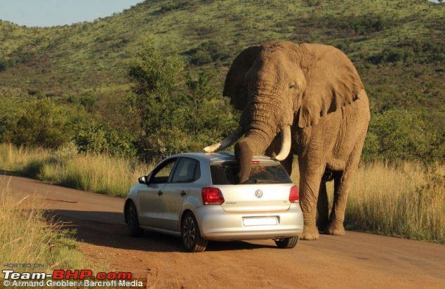 Elephant Attack in the Bandipur Forest area?-10457954_10152313148136234_5845270256421800200_n.jpg