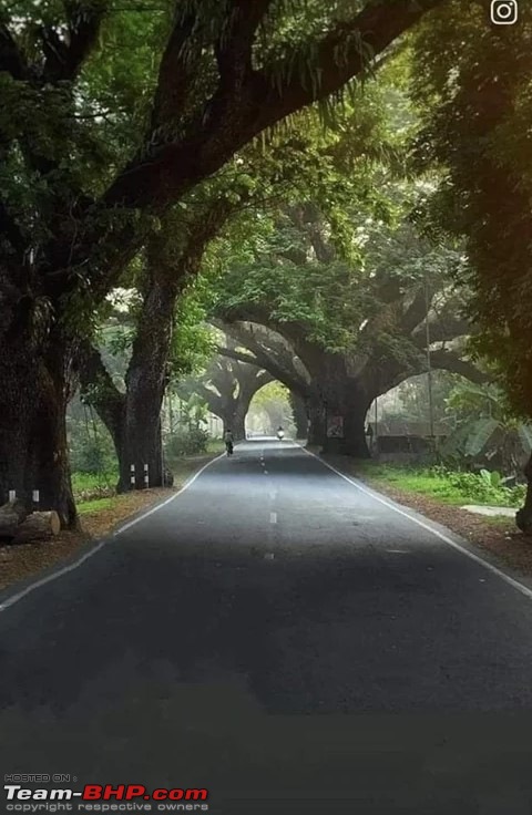 Jessore Road, WB: Supreme Court orders cutting down of century-old trees to build a highway-trees-jessore-road.jpg