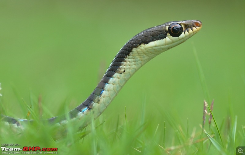 Found a Snake in my Maruti Ignis!-pic-5snake.jpg