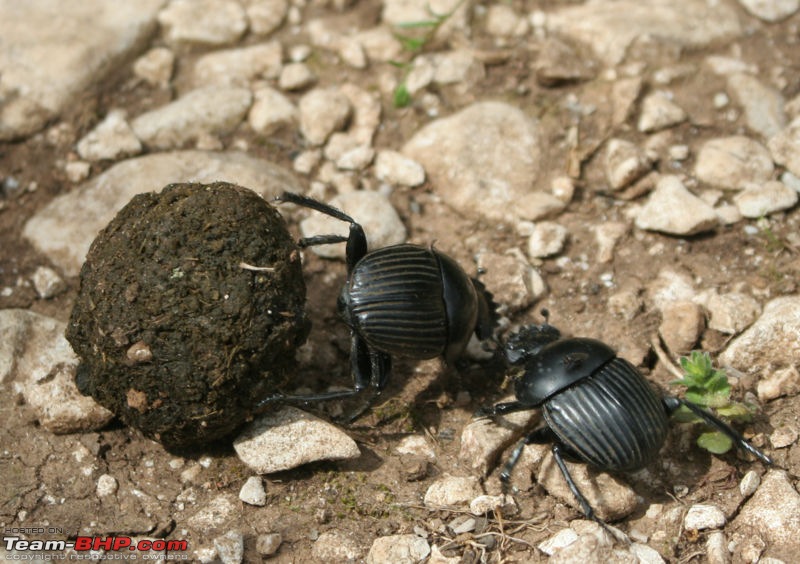 Dung Attack - harmful?-800pxscarabaeus_laticollis_2.jpg