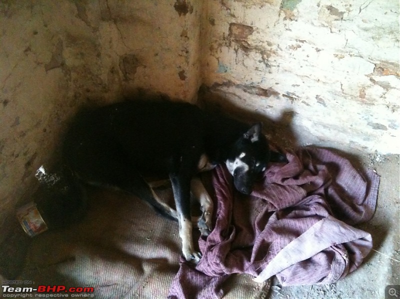Rescued a street dog after a crash-Need Suggestions-imageuploadedbytapatalk1322455308_640866.jpg