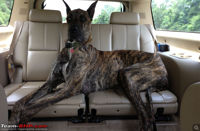 Which car for a large-sized dog (Great Dane)?-dogs.png