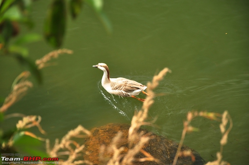 The *new* MH Mega Meet Thread- 1st December 2013- UPDATE: Poll closed- Lonavla it is!-10-dsc_0990.jpg