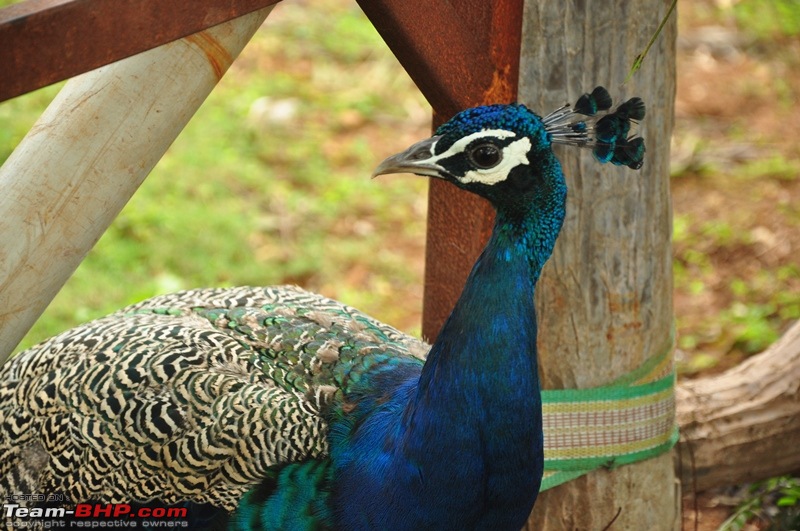 The *new* MH Mega Meet Thread- 1st December 2013- UPDATE: Poll closed- Lonavla it is!-16-dsc_0881.jpg