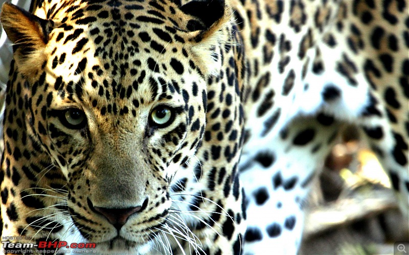 Hyderabad-April Meets-leopard-stare.jpg