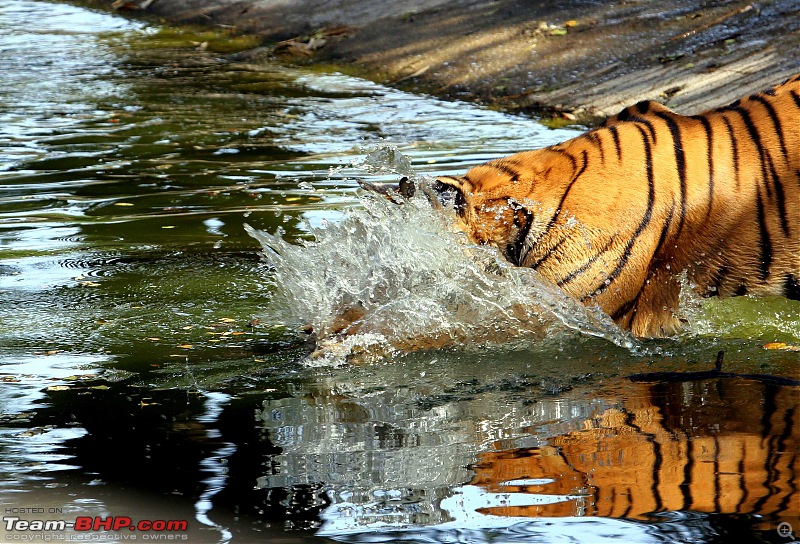 Hyderabad-April Meets-dive.jpg