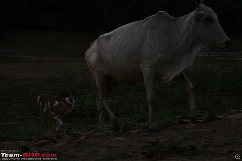 Hyderabad-April Meets-cow-calf-unedited.jpg