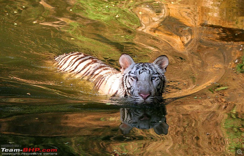 Hyderabad-April Meets-white-tiger.jpg