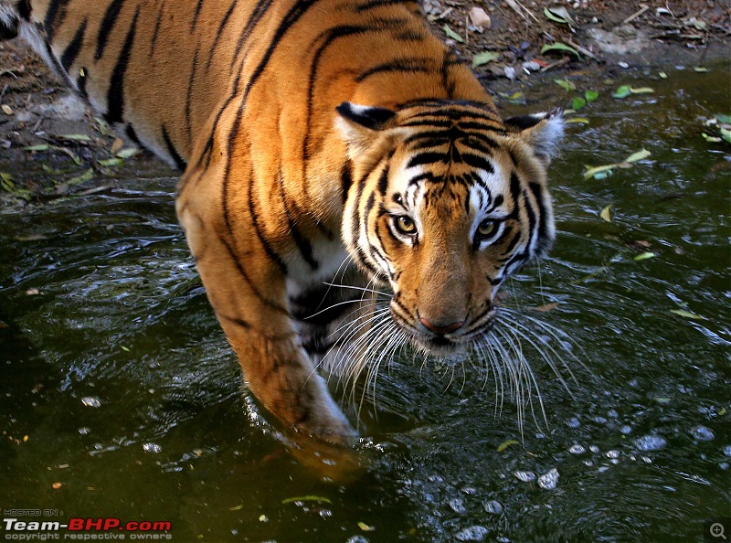 Hyderabad-April Meets-tiger-07.jpg