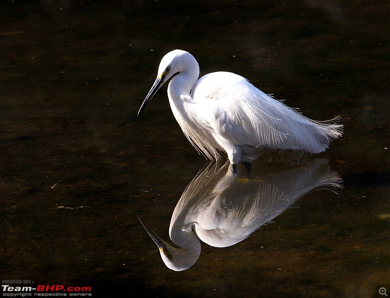 Hyderabad-April Meets-white-egeret.jpg