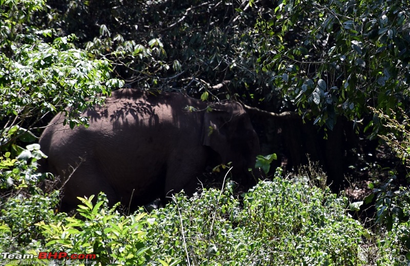 Team-BHP Meet @ Thekkady : 24th - 26th March, 2017-00003elephant3.jpg