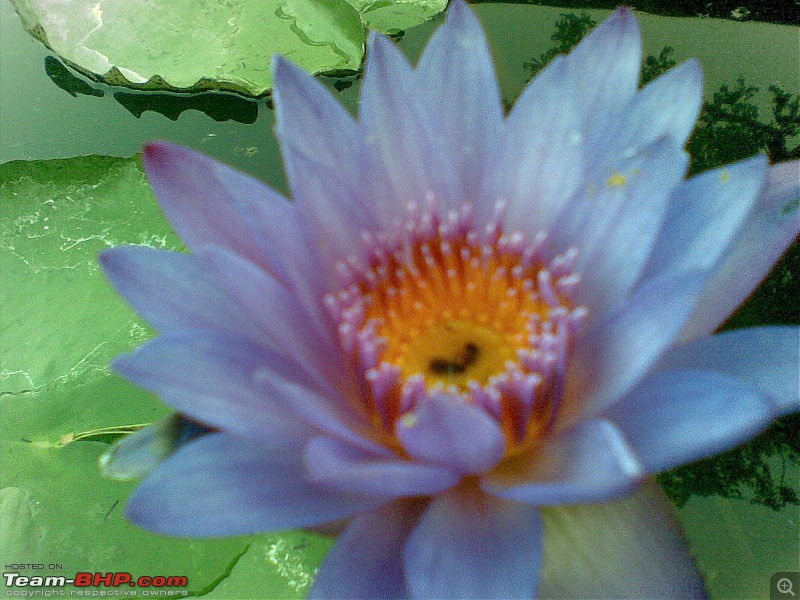 Next Tapri Meet - Pune-lotus.jpg
