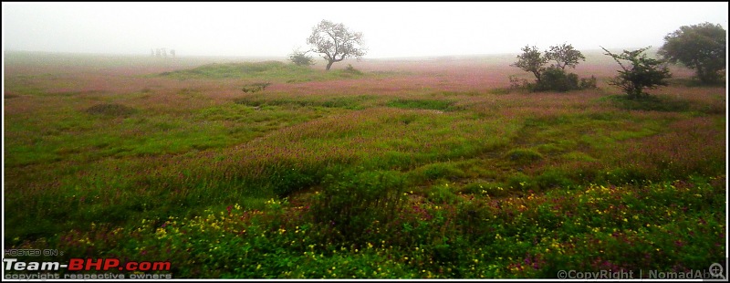 Kaas and Bamnoli: Sep 2011 Team-BHP Meet-treefogflower.jpg