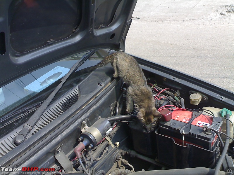 Rat damage to cars | Protection, solutions & advice-03142009573.jpg