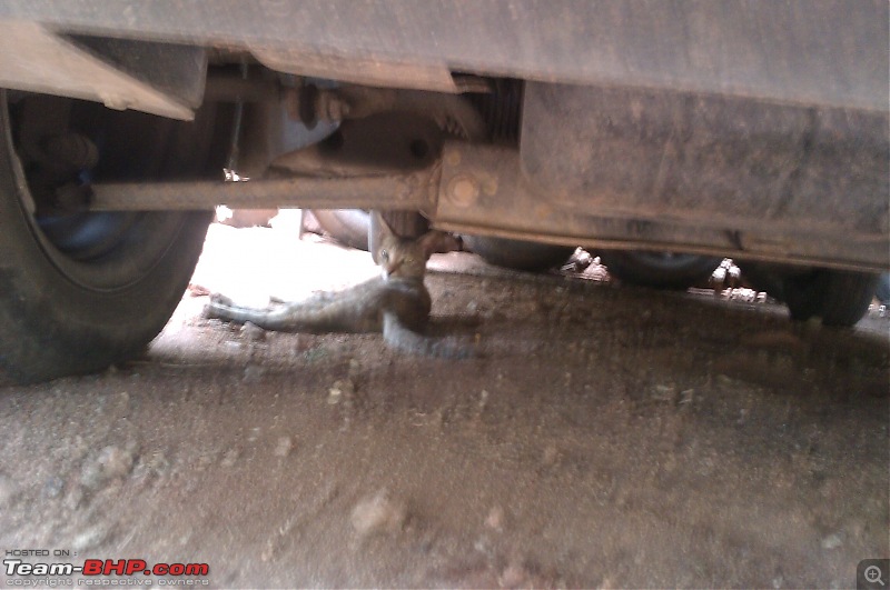 Rat damage to cars | Protection, solutions & advice-imag0009.jpg