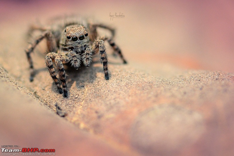 Spiders behind the dashboard in a new Innova Crysta | Please help-dsc_2698.jpg