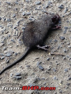 Rat damage to cars | Protection, solutions & advice-img_7218.jpeg