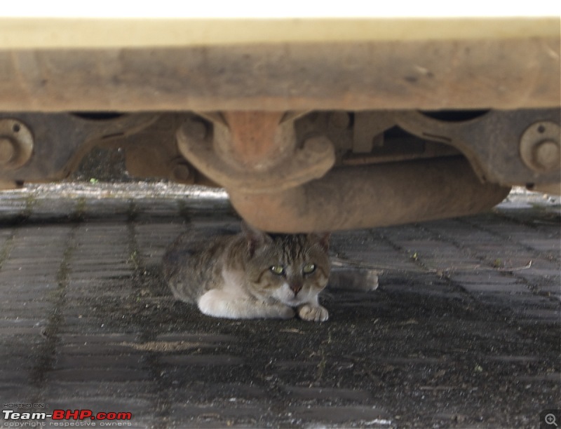 Rat damage to cars | Protection, solutions & advice-pb281338.jpg