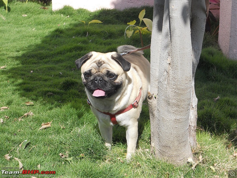 Toyota Innova: My Pre-worshipped Black Workhorse-cute-little-puppy-enjoying-lush-green-grass-kamat-joint.jpg