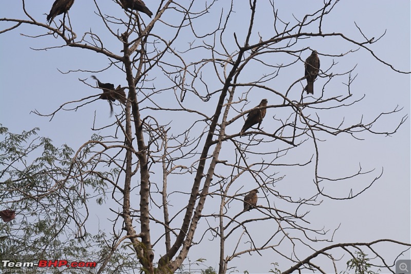 Story of Hercules - My Tata Safari Storme EX-dsc_1314.jpg