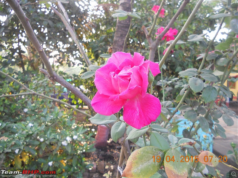 Toyota Innova: My Pre-worshipped Black Workhorse-pink-rose-guest-hours-garden.jpg