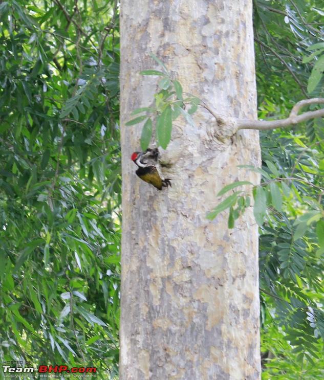 Name:  flameback.jpg
Views: 1909
Size:  222.9 KB
