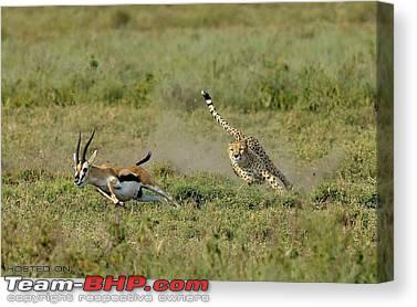 Name:  Cheetah.jpeg
Views: 3887
Size:  20.9 KB