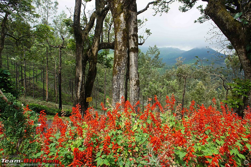 Reflections on Driving addictions - Valparai-52.jpg