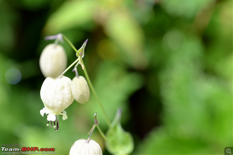 Fauji's Drivologues - Valley of Flowers, Uttarakhand - "Paradise on Earth"-dsc_0296.jpg