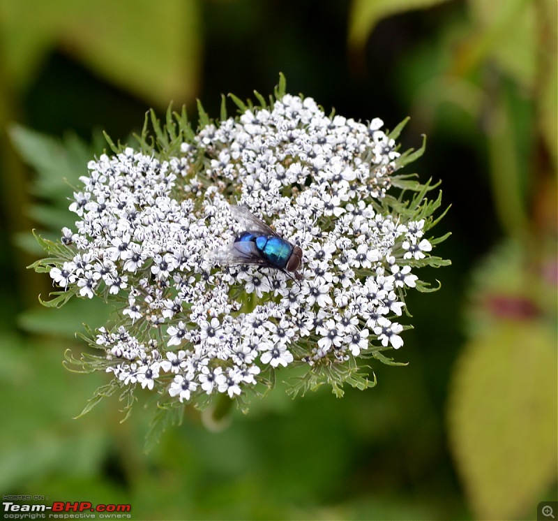 Fauji's Drivologues - Valley of Flowers, Uttarakhand - "Paradise on Earth"-dsc_0316.jpg