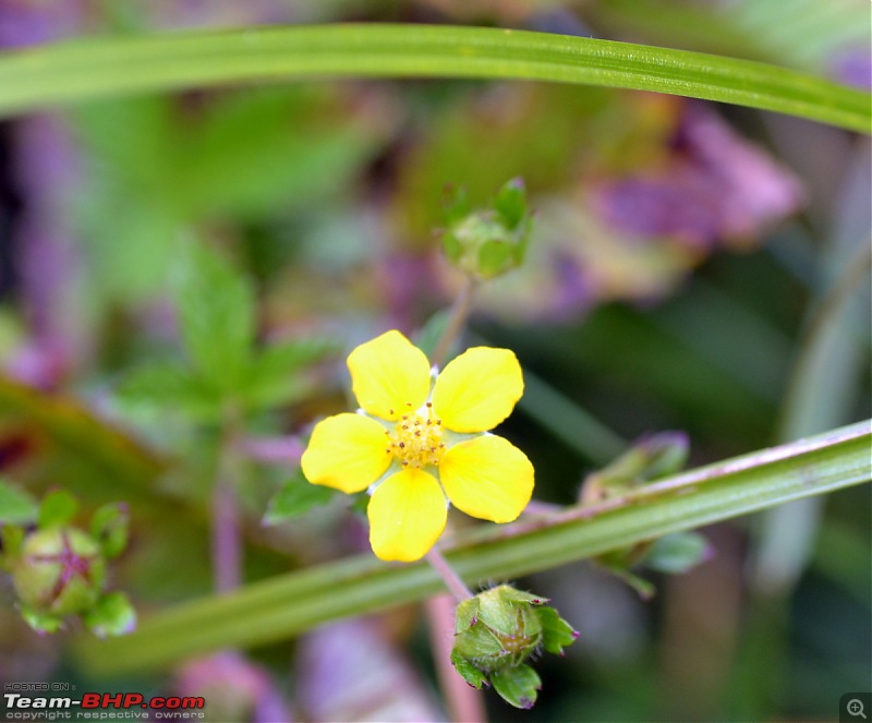 Fauji's Drivologues - Valley of Flowers, Uttarakhand - "Paradise on Earth"-dsc_0318.jpg