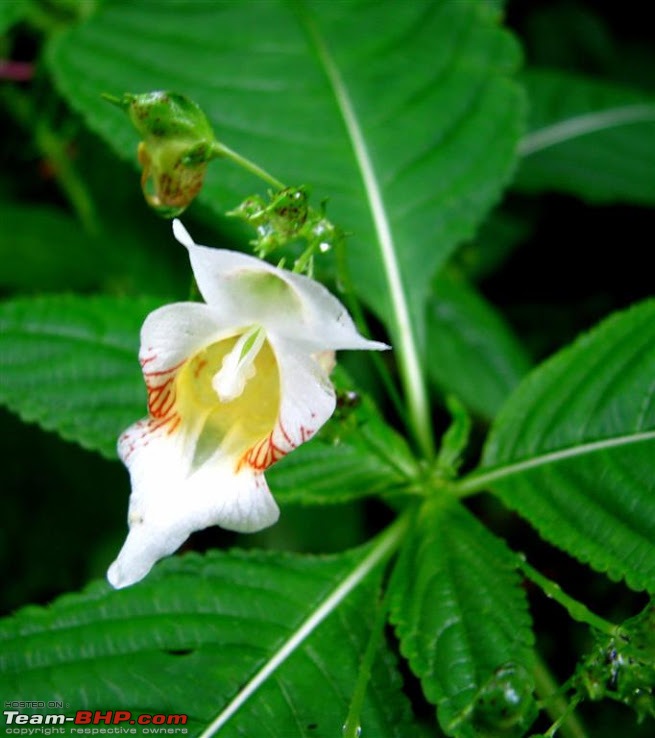 Fauji's Drivologues - Valley of Flowers, Uttarakhand - "Paradise on Earth"-img_08841-large.jpg