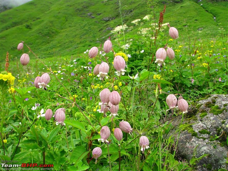 Fauji's Drivologues - Valley of Flowers, Uttarakhand - "Paradise on Earth"-img_10621.jpg