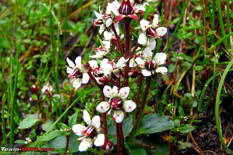 Fauji's Drivologues - Valley of Flowers, Uttarakhand - "Paradise on Earth"-img_12711.jpg