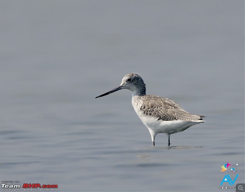 A shutterbug experiences around chennai - Weekend getaways in chennai-green-shank.jpg