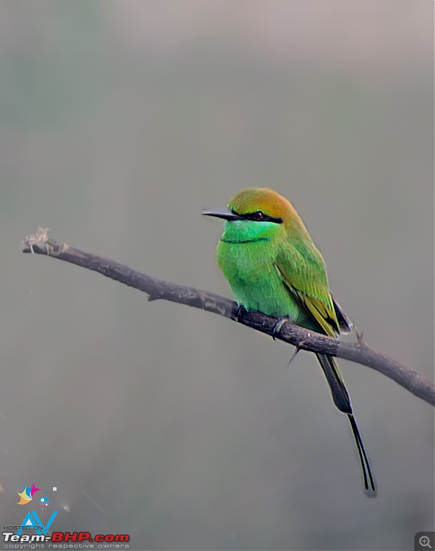 A shutterbug experiences around chennai - Weekend getaways in chennai-bee-eater-veritcal-compo.jpg