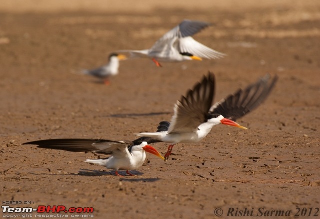 Satpura National Park - The little jewel of MP-indian-skimmer-flight-copy.jpg