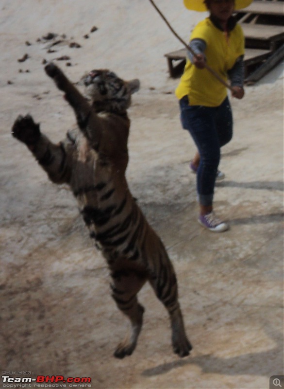Thailand | Third Time-tiger-18.jpg